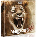 wildcats-sound-effects